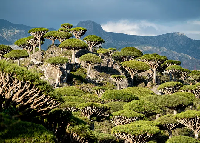 Socotra Yemen